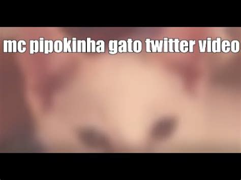 PIPOKINHA CAT LICKING ORIGINAL VIDEO 